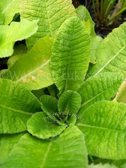 Pierwiosnek ząbkowany sadzonka bylina rabaty