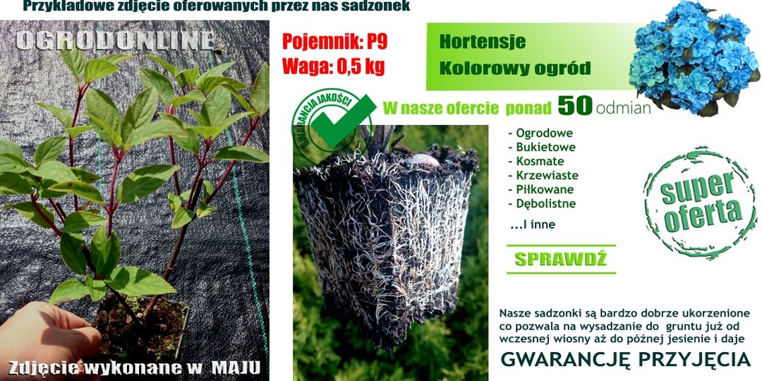 Hortensja bukietowa 'Bobo' MINIATUROWA PIĘKNOŚĆ KOLOROWY OGRÓD 10 SZT