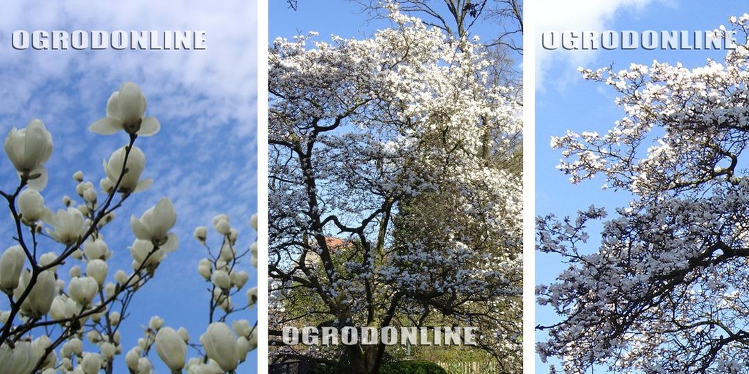 Magnolia ALBA BIAŁE TULIPANY Ładne SADZONKI