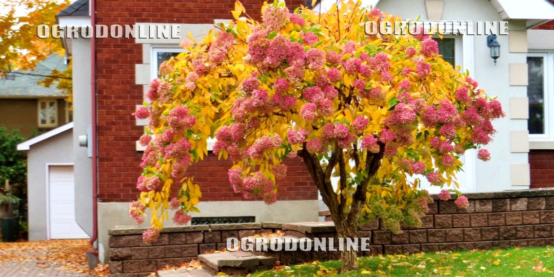 Hortensja  'PINK DIAMOND'  IDEALNA NA DRZEWKO HORTENSJOWE zestaw 10szt