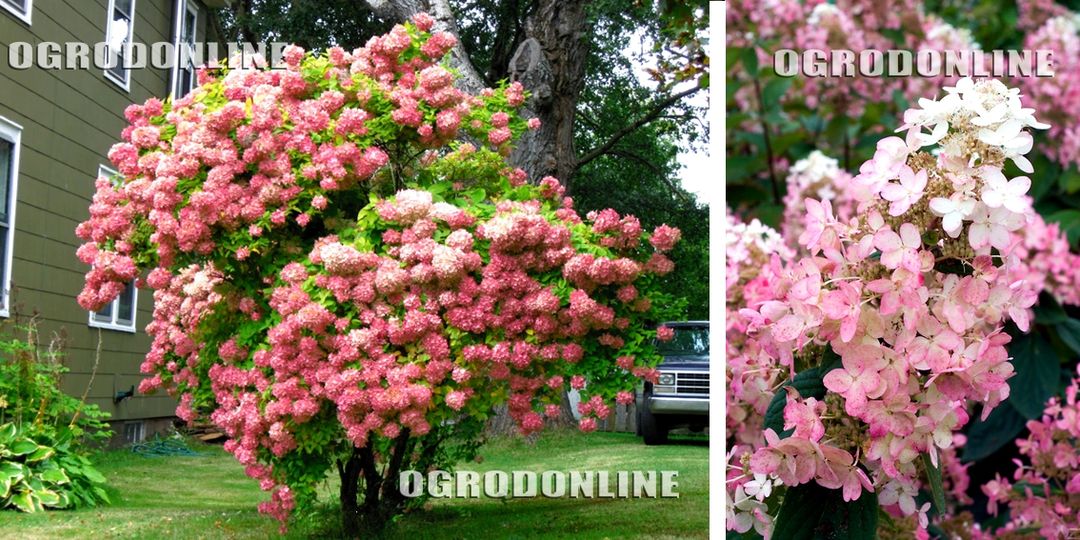 Hortensja  'PINK DIAMOND'  IDEALNA NA DRZEWKO HORTENSJOWE zestaw 10szt