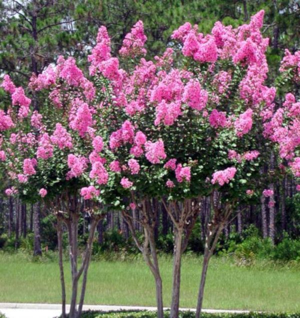 LAGERSTROEMIA BEZ POŁUDNIA - sadzonki 100cm w don.