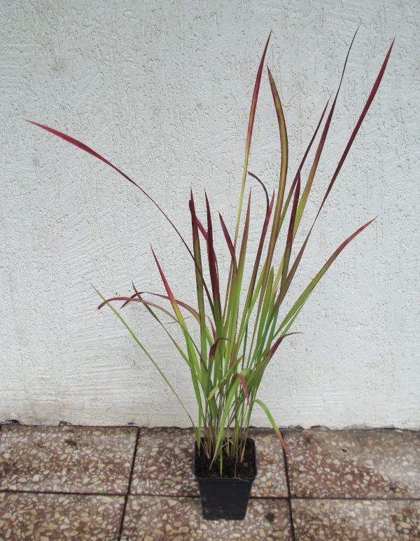 IMPERATA CYLINDRYCZA TRAWA RED BARON - sadz w don