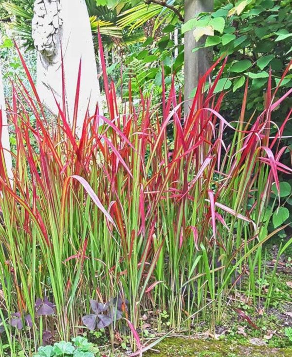 IMPERATA CYLINDRYCZA TRAWA RED BARON - sadz w don