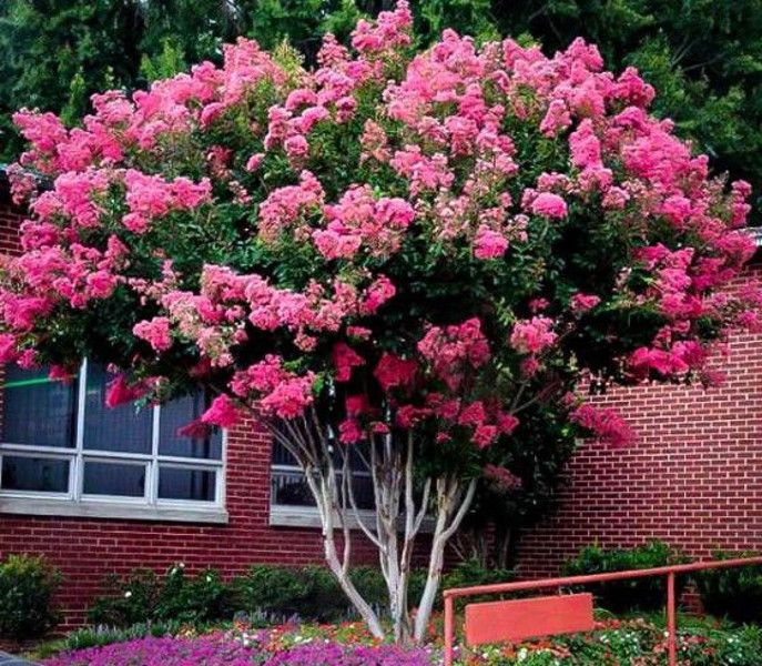 LAGERSTROEMIA BEZ POŁUDNIA - sadzonki 100cm w don.