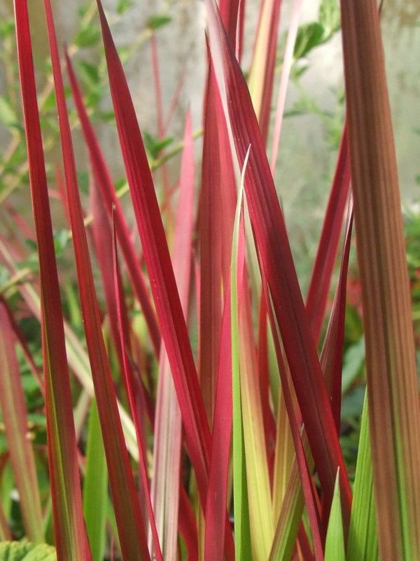 IMPERATA CYLINDRYCZA TRAWA RED BARON - sadz w don