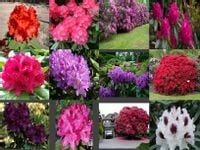 RHODODENDRON DUŻY KRZAK PAKIET 5 SZTUK ODPORNY