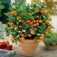 Oriana pomarańcza Orange z owocami P12