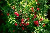 Cis pospolity Sadzonki 15/30cm  TAXUS BACATA żywopłot