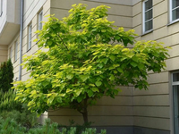 CATALPA KATALPA surmia zwyczajna - sadzonki 160 / 180 cm