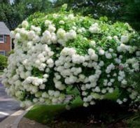 HORTENSJA GRANDIFLORA - sadzonki w doniczkach