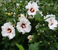 Hibiskus biały z czerwonym środkiem - sadzonki 30 / 50 cm