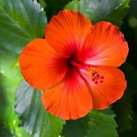 Hibiskus pomarańczowy duża sadzonka - 20 / 30 cm