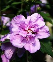 HIBISKUS Ketmia Syryjska Ardens - sadzonki 10 / 15 cm