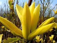 Magnolia YELLOW RIVER unikatowa ŻÓŁTA PIĘKNOŚĆ