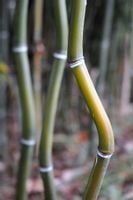 Bambus Phyllostachys Alata mrozoodporny 40-60cm C1