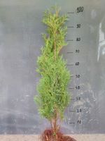 Thuja tuja brabant 80-100cm SUPER GĘSTY ŻYWOPŁOT!