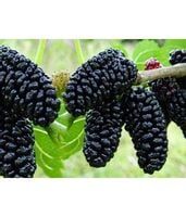Morwa Czarna 20-40 cm Ogromne Owoce Sadzonka w Doniczce
