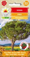Sosna pinia 10 szt. nasion na bonsai