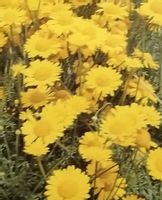 Rumian żółty sadzonka skalniak bylina skarpa