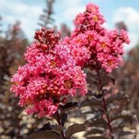 Lagerstroemia Black Diamond - Shell Pink różowa P9