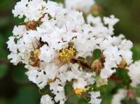 Lagerstroemia bez południa Natchez 20-40cm C1.5