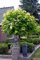 CATALPA KATALPA  na pniu kulista szczepiona - sadzonki 120/140 cm