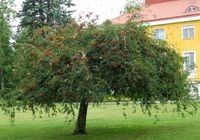 JARZĘBINA JARZĄB PŁACZĄCA PENDULA 170CM