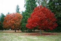 Dąb Czerwony Quercus rubra Dekoracyjny 60-80 cm