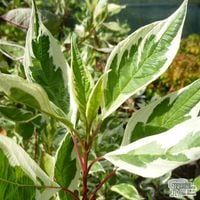 P9 DEREŃ BIAŁY CORNUS ALBA ELEGANTISSIMA 80-120 CM.