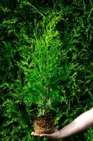 Tuja Brabant 30-40cm THUJA OCCIDENTALIS Sadzonka Drzewko p9