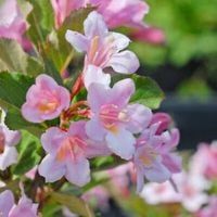 GKKRZEWUSZKA CUDOWNA WEIGELA FLORIDA 50 CM.