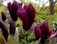 Magnolia NIGRA NAJCIEMNIEJSZE KWIATY Sadzonki