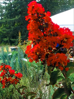 LAGERSTROEMIA na pniu czerwona bez południa - sadzonki 80 / 110 cm