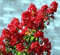 LAGERSTROEMIA PETIT RED - sadzonki w doniczkach