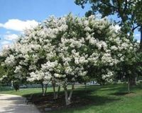 LAGERSTROEMIA na pniu biała - kremowa bez południa - sadzonki 80 / 110 cm