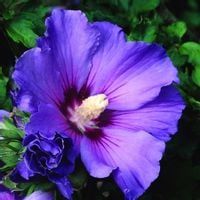 Hibiskus Niebiesko-fioletowy duża sadzonka - 50 / 60 cm