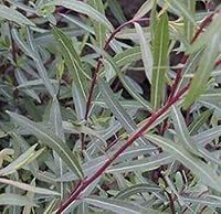 P11 WIERZBA PURPUROWA Salix purpurea