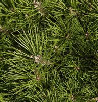 Sosna czarna Pinus Nigra SADZONKI 4letnie choinki  2/2   30-60cm
