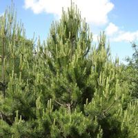 Sosna czarna Pinus Nigra SADZONKI 3letnie choinki 20-40cm