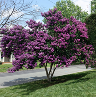 LAGERSTROEMIA na pniu Fioletowo-rózowa bez południa - sadzonki 60 / 80 cm