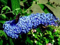 Budleja EMPIRE BLUE MOCNO NIEBIESKA Motyli krzew 10 szt