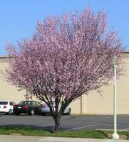 C2 ŚLIWA WIŚNIOWA PRUNUS CERASIFERA