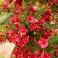 P9 KRZEWUSZKA CUDOWNA WEIGELA RED PRINCE