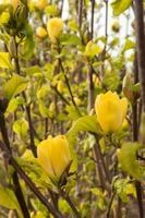 Magnolia YELLOW żółta duży krzaczek odpornanamróz