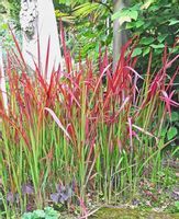 IMPERATA CYLINDRYCZA TRAWA RED BARON - sadz w don