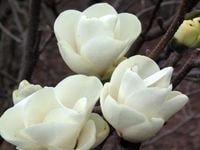 Magnolia ALBA BIAŁE TULIPANY Ładne SADZONKI