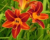 LILIOWIEC FLAMING SWOARD