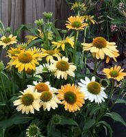 JEŻÓWKA Echinacea Mellow Yellow sadzonki w don. !!