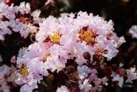 Lagerstroemia Black Diamond - Blush 40-60cm C2